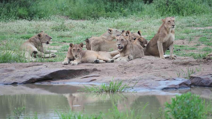 From Johannesburg: Full-Day Kruger National Park Safari - What you may see in Kruger