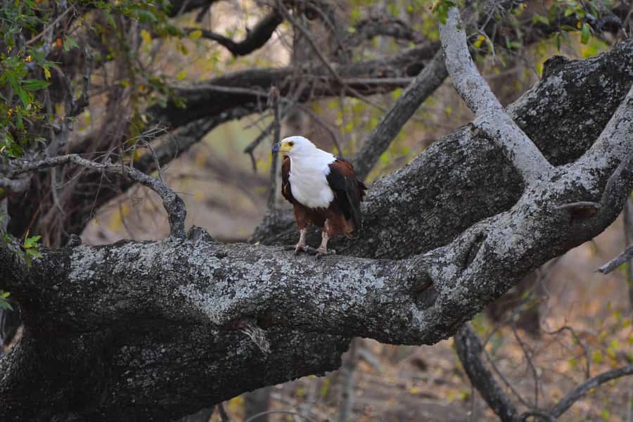 From Johannesburg: Full-Day Kruger National Park Safari - Why the meals and transfers matter