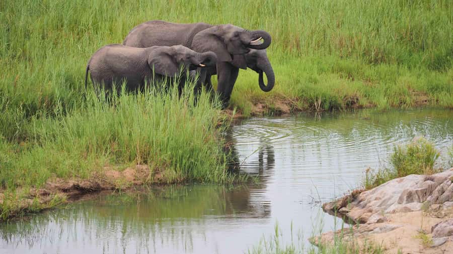 From Johannesburg: Full-Day Kruger National Park Safari - Value at $435 per person