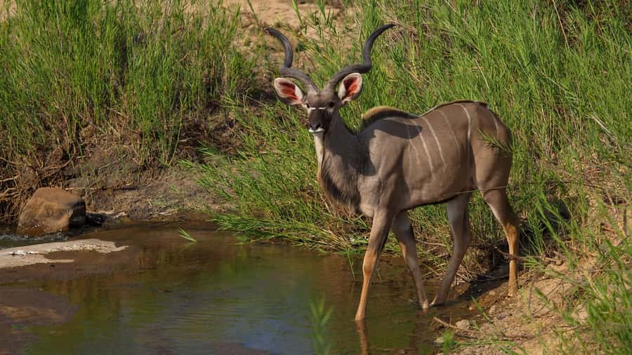 From Johannesburg: Full-Day Kruger National Park Safari - Early pickup and the road east