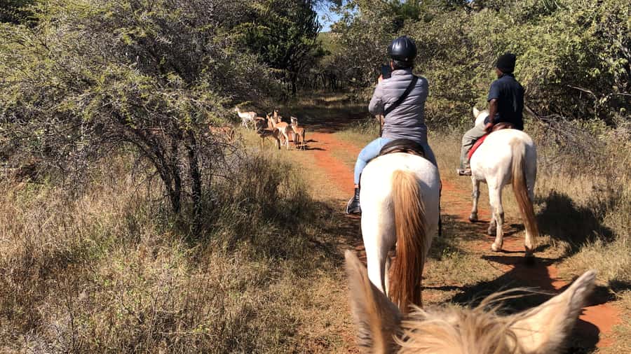 From Johannesburg: Horse-Riding Safari and Cable Car Tour - Two hours through the Magaliesberg reserve