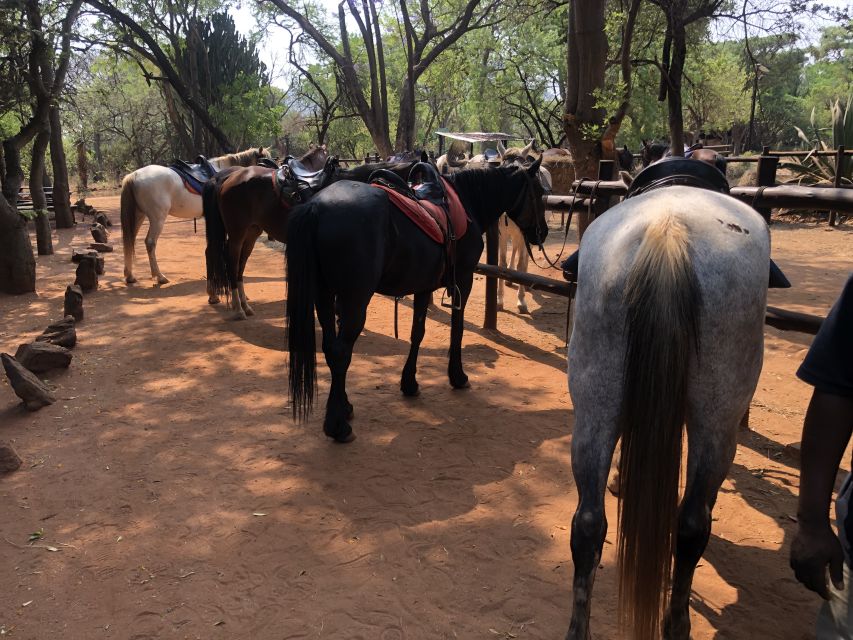 From Johannesburg: Horse-Riding Safari and Cable Car Tour - Who should book this experience