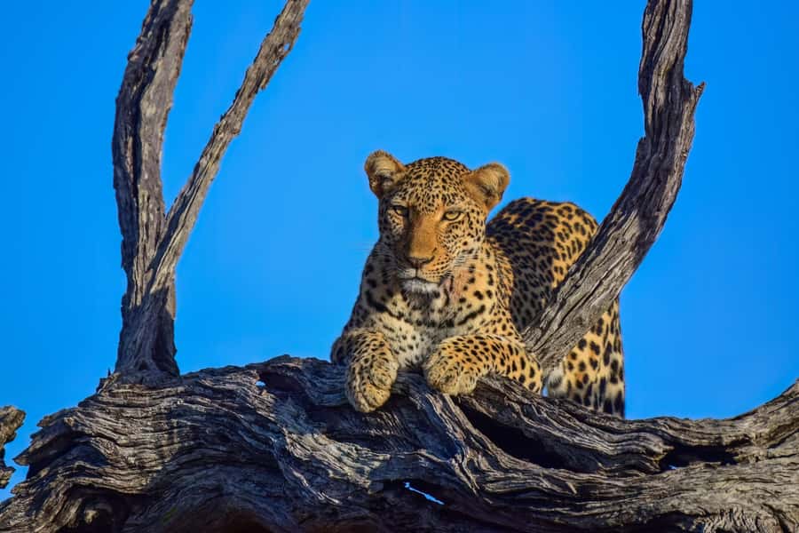 From Johannesburg: Kruger National Park 3-Day Safari - Hippos, crocodiles, and the Sabie River