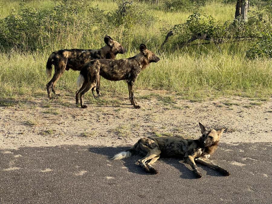 From Johannesburg: Kruger National Park 3-Day Safari - The second afternoon drive