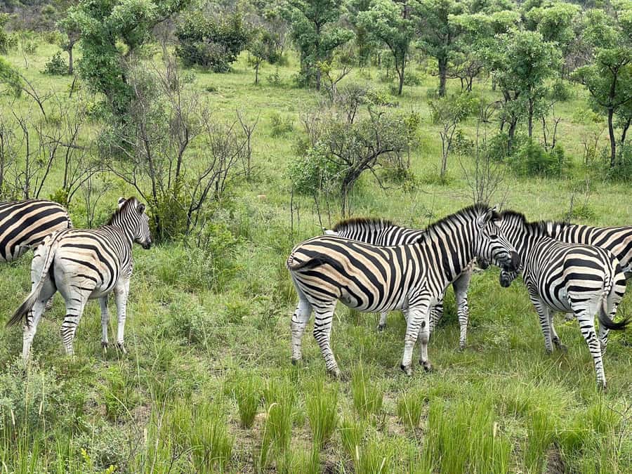 From Johannesburg: Kruger National Park 3-Day Safari - What the $825 price really covers