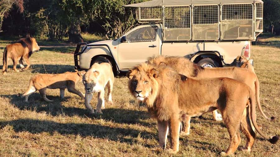 From Johannesburg: Lion & Safari Park Half-Day Tour - Key points to know before you book