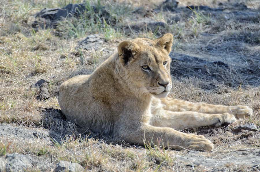 From Johannesburg: Lion & Safari Park Half-Day Tour - The one-hour open vehicle safari