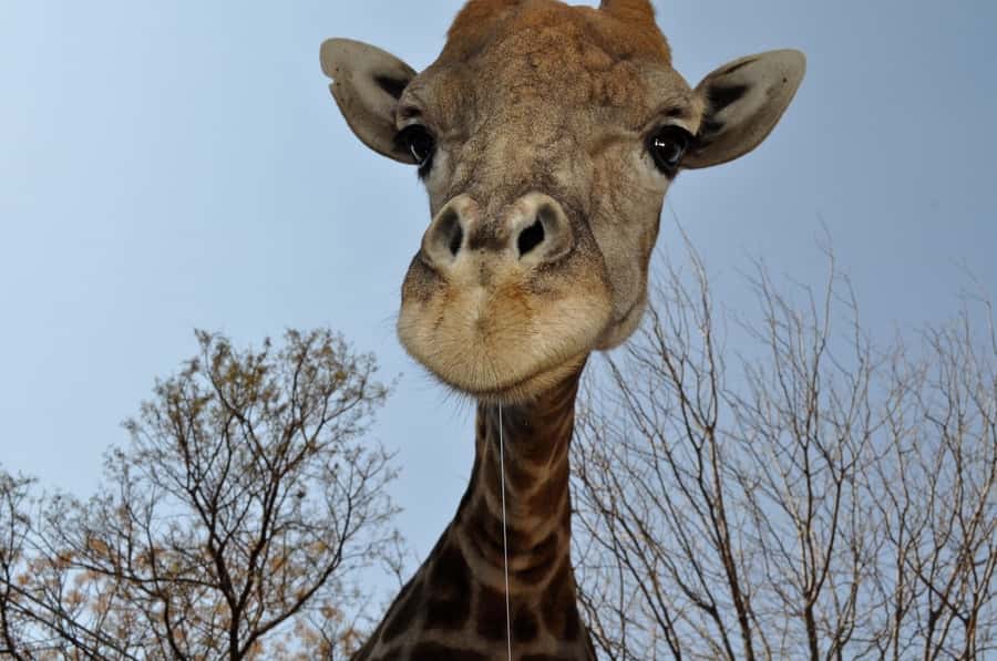 From Johannesburg: Lion & Safari Park Half-Day Tour - Morning or afternoon: which departure makes sense?