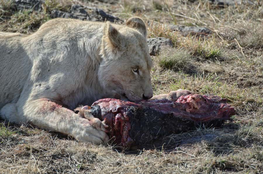 From Johannesburg: Lion & Safari Park Half-Day Tour - What the price includes at $167