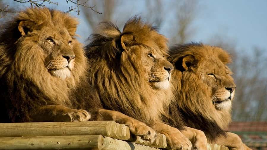 From Johannesburg: Lion & Safari Park Half-Day Tour - The white lion and other memorable sightings