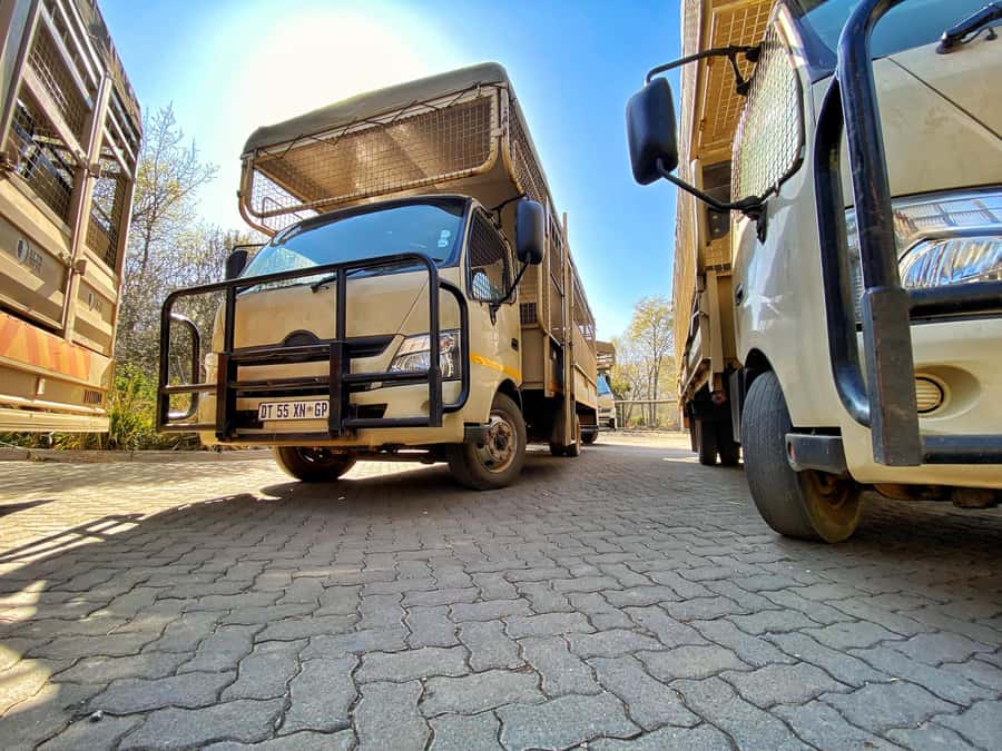 From Johannesburg: Lion & Safari Park Half-Day Tour - Safety, comfort, and access