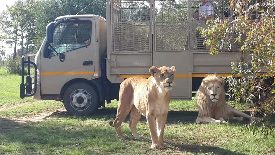 From Johannesburg: Lion & Safari Park Half-Day Tour - Hotel pickup from Johannesburg or Pretoria