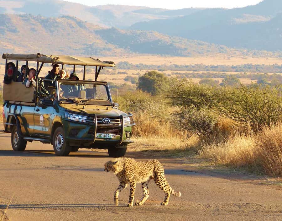 From Johannesburg: Pilanesberg National Park Safari - Key points at a glance