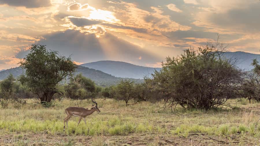 From Johannesburg: Pilanesberg National Park Safari - Why Pilanesberg works as a Johannesburg safari