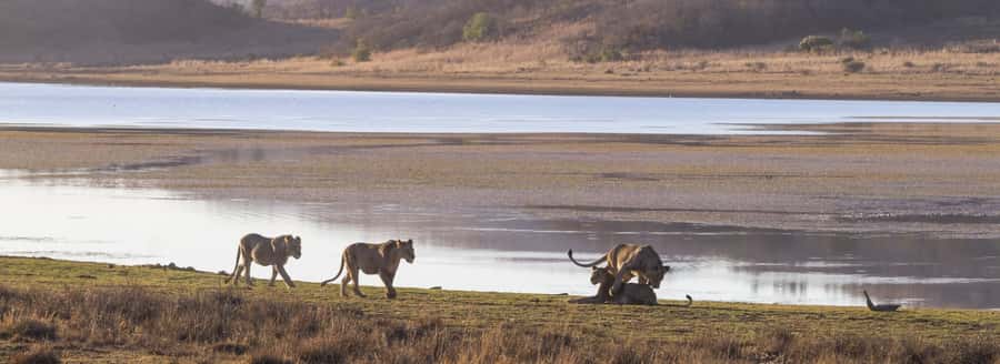 From Johannesburg: Pilanesberg National Park Safari - Three hours among Pilanesberg’s wildlife