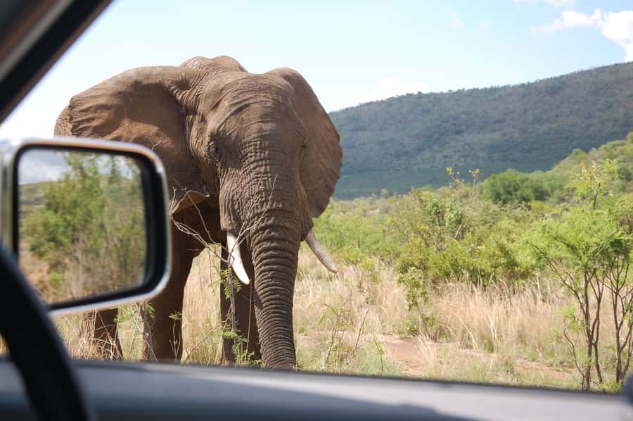 From Johannesburg: Pilanesberg National Park Safari - Who will enjoy this safari most?