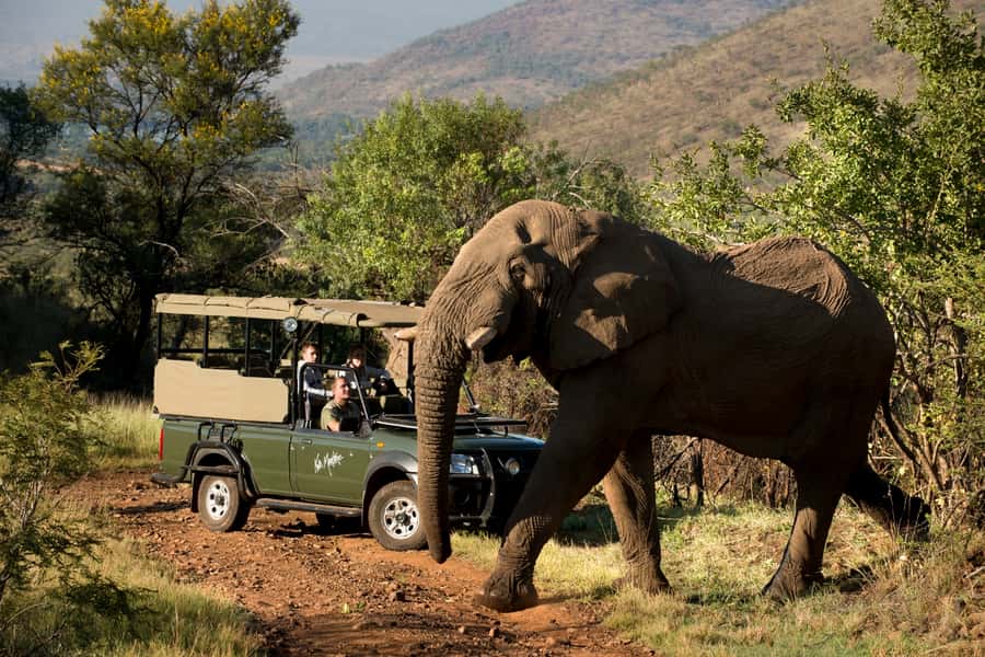 From Johannesburg: Pilanesberg National Park Safari - The 2.5-hour road trip from Johannesburg