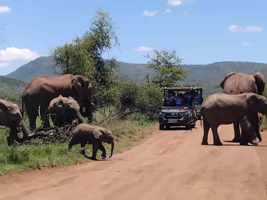From Johannesburg: Pilanesberg Nature Reserve Game Safari - Afternoon drive: more heat, different chances