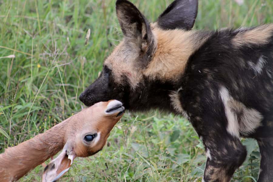 From Johannesburg: Pilanesberg Nature Reserve Game Safari - How realistic is a Big Five sighting?