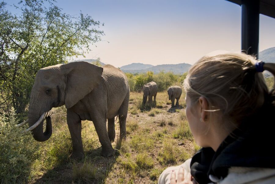 From Johannesburg: Pilanesberg Nature Reserve Game Safari - Guide quality and group atmosphere