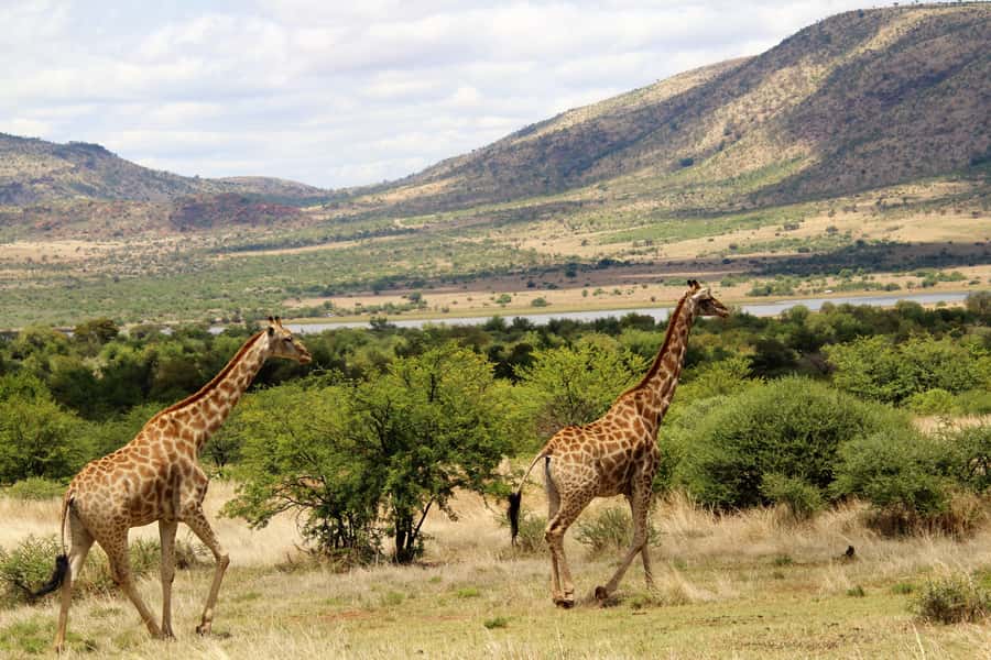 From Johannesburg: Pilanesberg Nature Reserve Game Safari - What to wear and pack for the open vehicle
