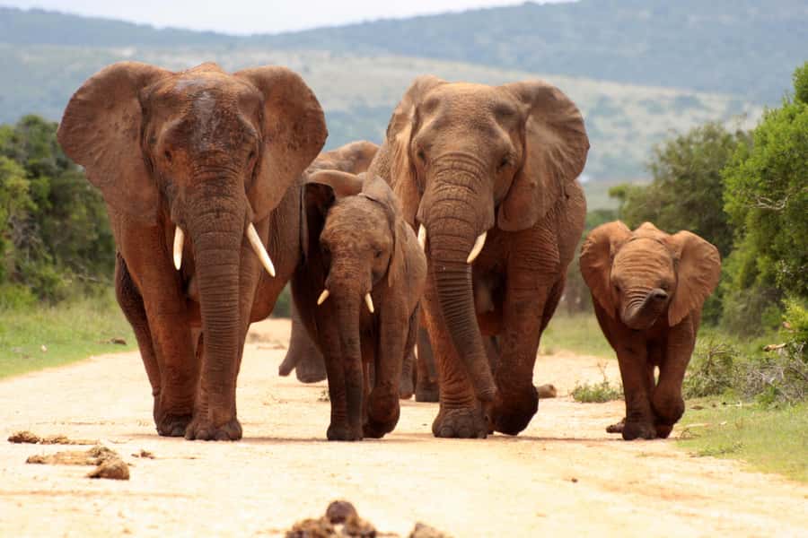From Johannesburg: Pilanesberg Wildlife Safari - Quick points before you book