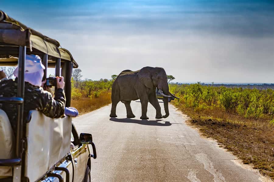 From Johannesburg: Pilanesberg Wildlife Safari - What the three-hour morning drive is like