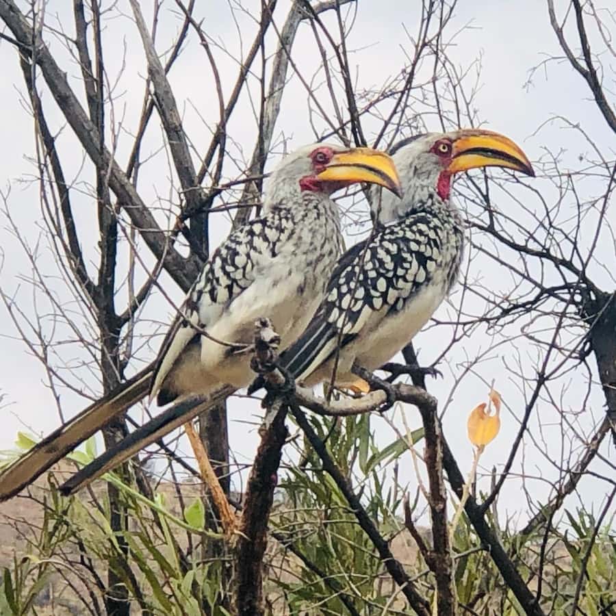 From Johannesburg: Pilanesberg Wildlife Safari - The two-hour afternoon drive