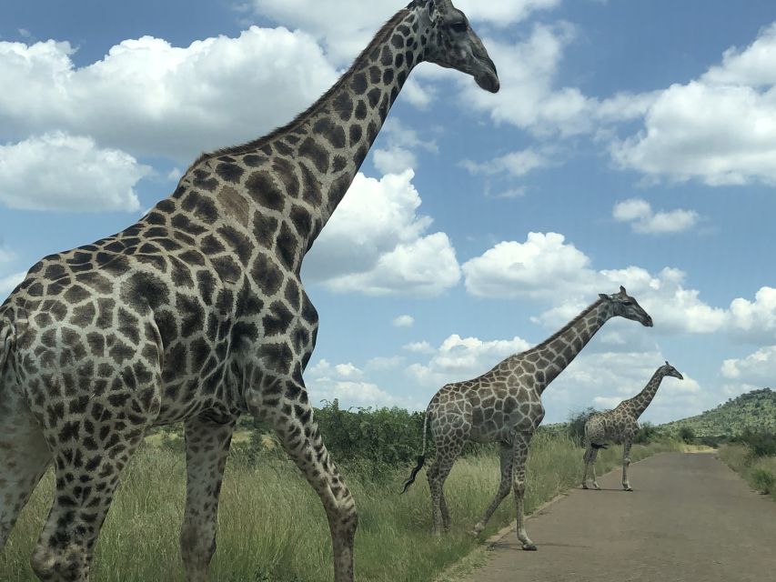 From Johannesburg: Pilanesberg Wildlife Safari - The volcanic setting adds something special