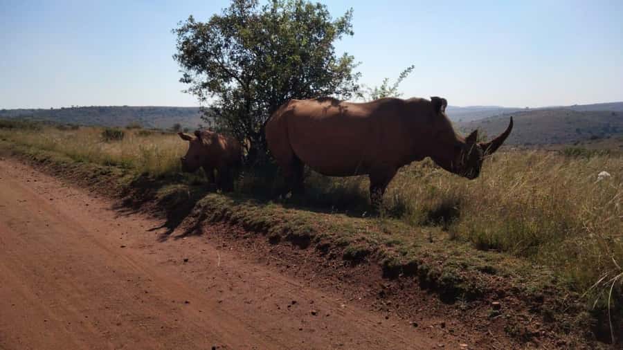 From Johannesburg: Rhino & Lion Safari and Wonder Cave Tour - Key points at a glance