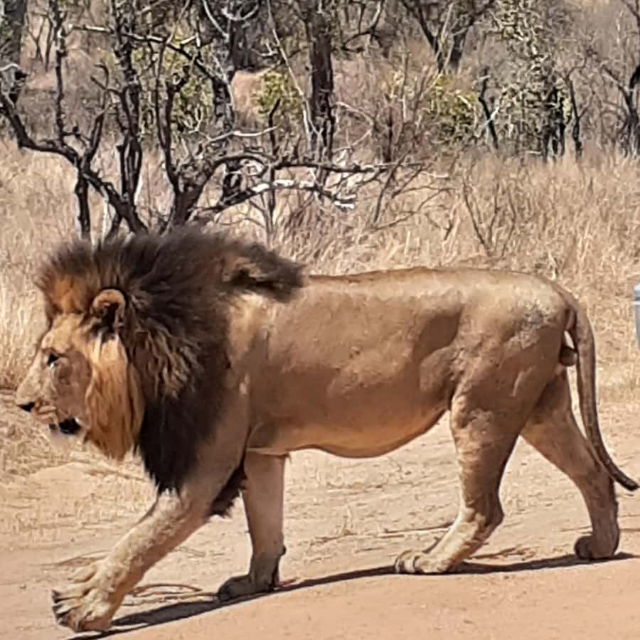 From Malelane: Half Day Kruger Park Wildlife Safari - Entering Kruger National Park from Malelane