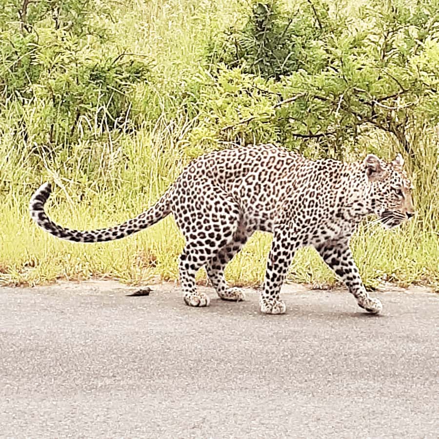 From Malelane: Kruger National Park Afternoon Safari - Starting from Malelane in the early afternoon