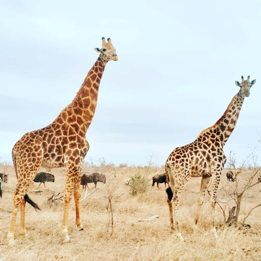 From Malelane: Kruger National Park Afternoon Safari - What the afternoon route can reveal