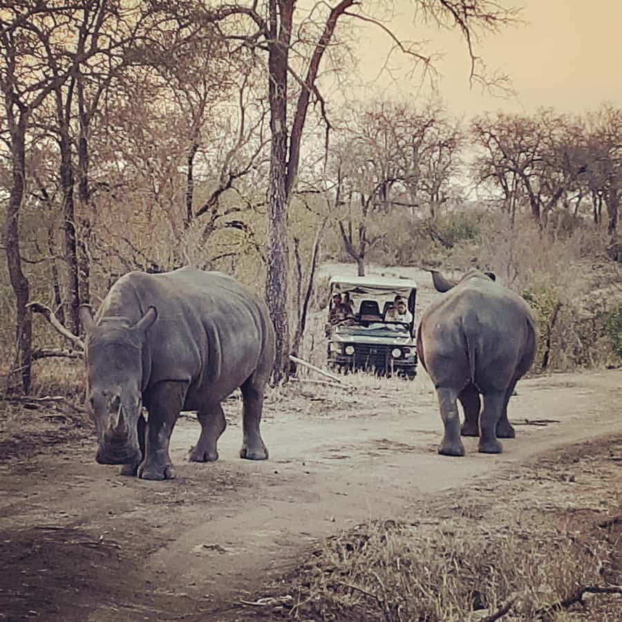 From Malelane: Kruger National Park Afternoon Safari - Why an open-sided 4x4 changes the experience