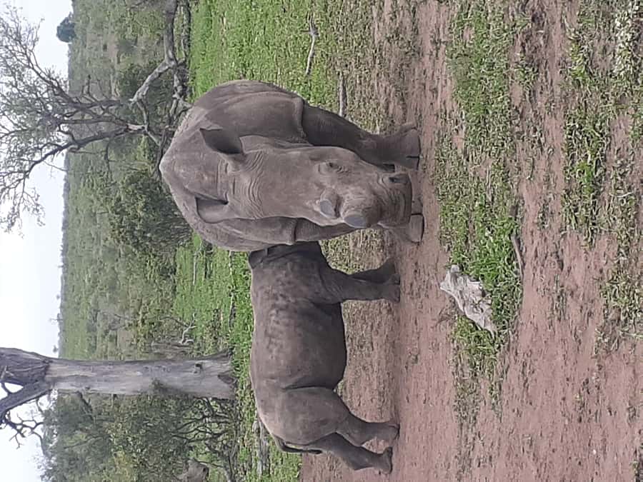 From Malelane: Kruger National Park Full-Day Safari - Key points at a glance