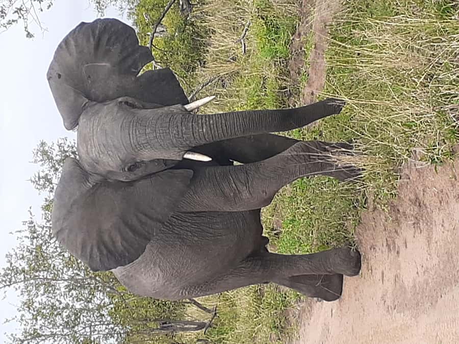 From Malelane: Kruger National Park Full-Day Safari - Why the 5:00 AM start matters