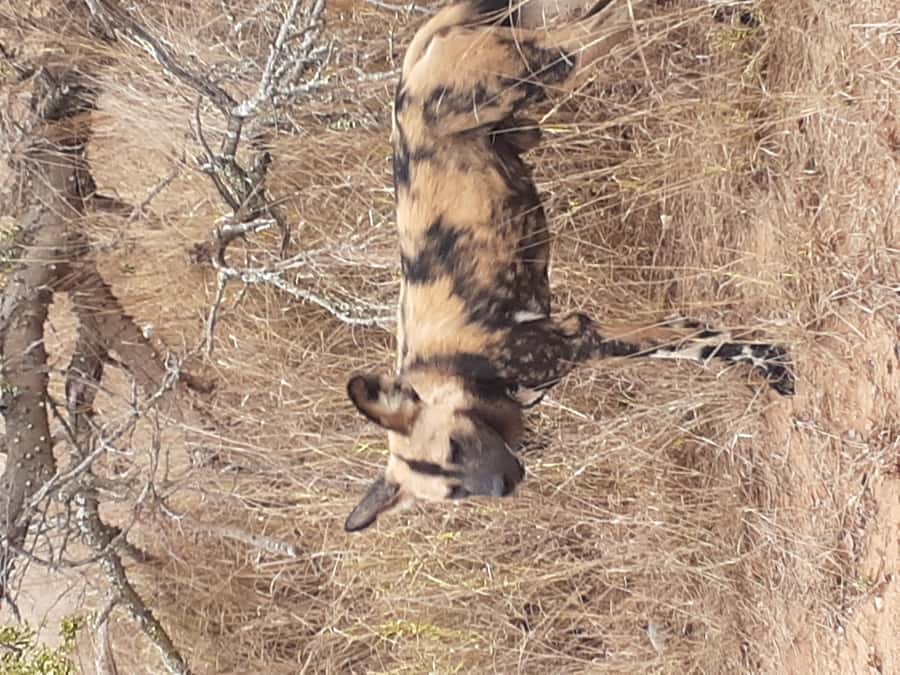 From Malelane: Kruger National Park Full-Day Safari - A full morning looking for the Big Five