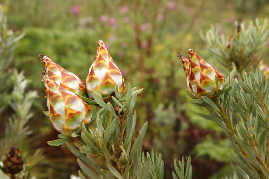 From Oudtshoorn: Full-Day Private Swartberg Mountain Tour - Prince Albert brings a change of pace