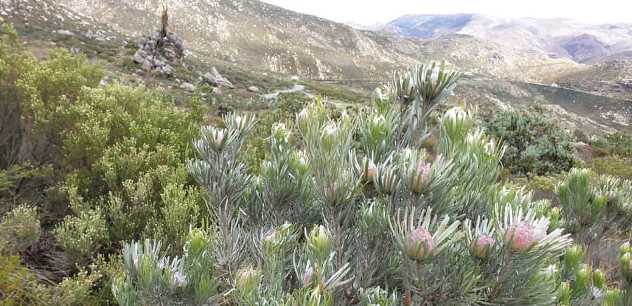 From Oudtshoorn: Full-Day Private Swartberg Mountain Tour - Across the dry Karoo to Meiringspoort