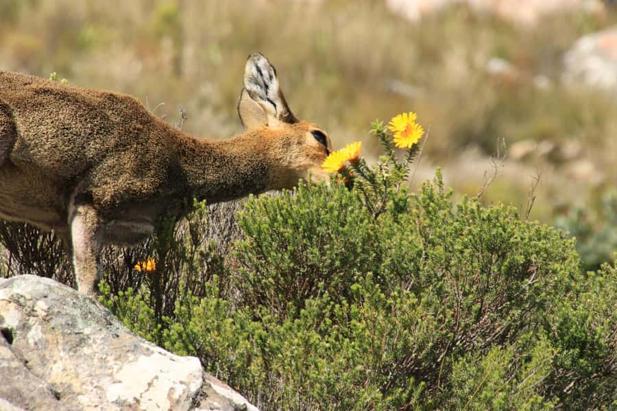 From Oudtshoorn: Full-Day Private Swartberg Mountain Tour - Fynbos, proteas, and small signs of wildlife