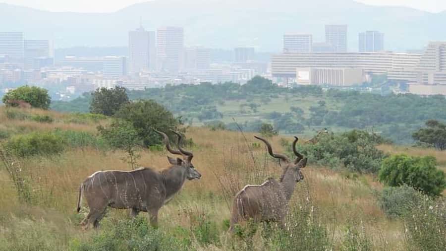 From Pretoria: E-Bike in the wild with game near Jo'burg - Key points to know before you book