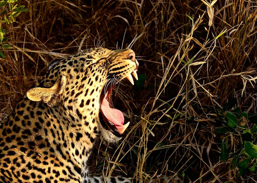 From Richards Bay: Hluhluwe Imfolozi Game Reserve Day Trip - Why this reserve matters in Zululand