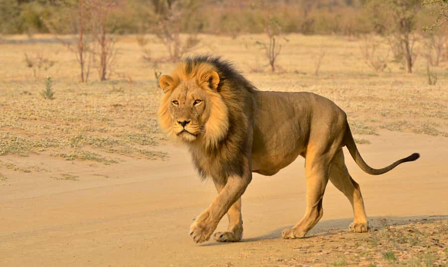From Richards Bay: Hluhluwe Imfolozi Game Reserve Day Trip - The closed vehicle: comfort with a trade-off