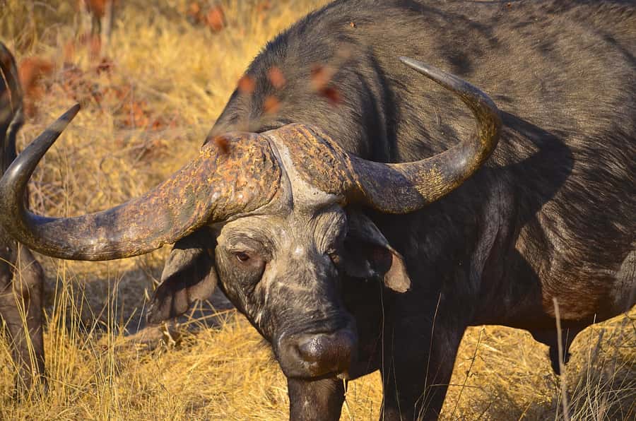 From Richards Bay: Hluhluwe Imfolozi Game Reserve Day Trip - Looking for the Big Five