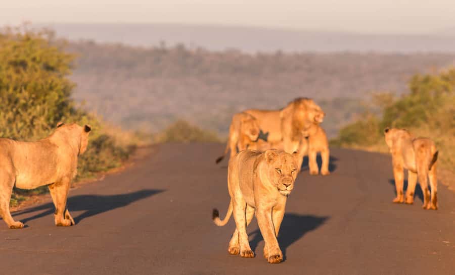 From St Lucia: 3 Day 2 Night Hluhluwe,St Lucia, iSimangaliso - Why St Lucia is the right base