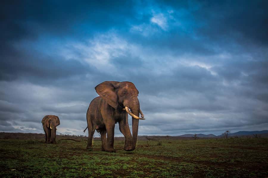 From St Lucia: 3 Day 2 Night Hluhluwe,St Lucia, iSimangaliso - Who should book this safari