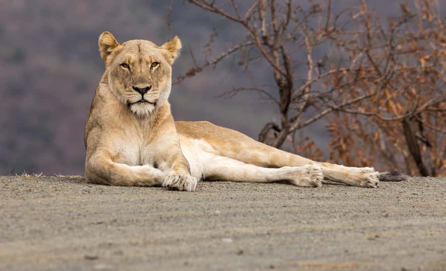 From St Lucia: Big 5 Safari in the Hluhluwe-Imfolozi Park - Eight hours among the hills and valleys