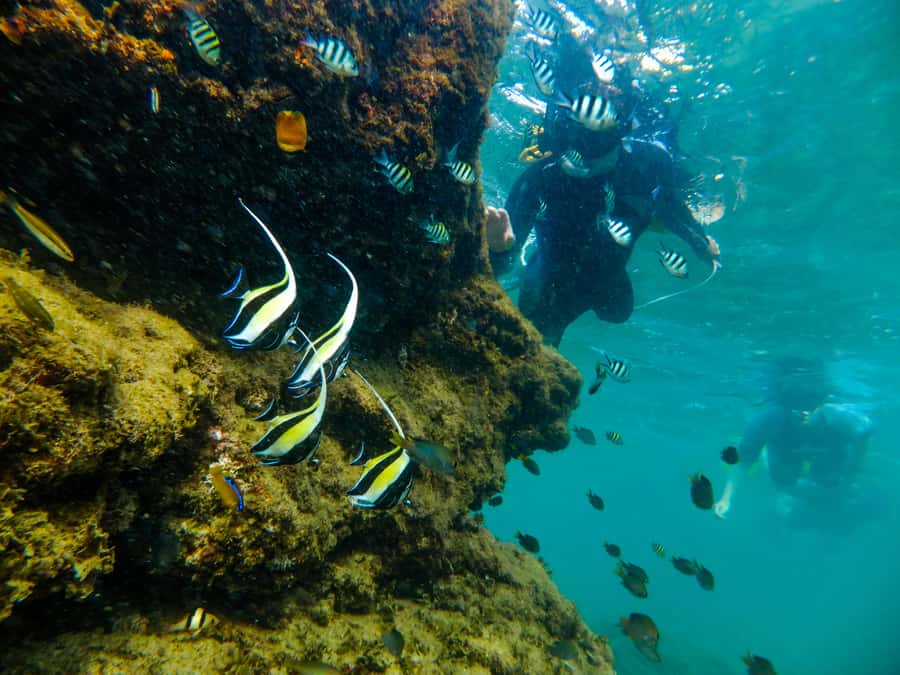 From St Lucia: Cape Vidal Full-Day Snorkeling Safari - Cape Vidal and the two-hour snorkeling session