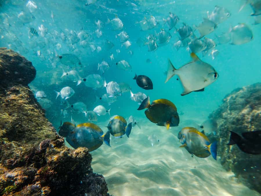 From St Lucia: Cape Vidal Full-Day Snorkeling Safari - Breakfast, braai lunch, and the practical value of the price