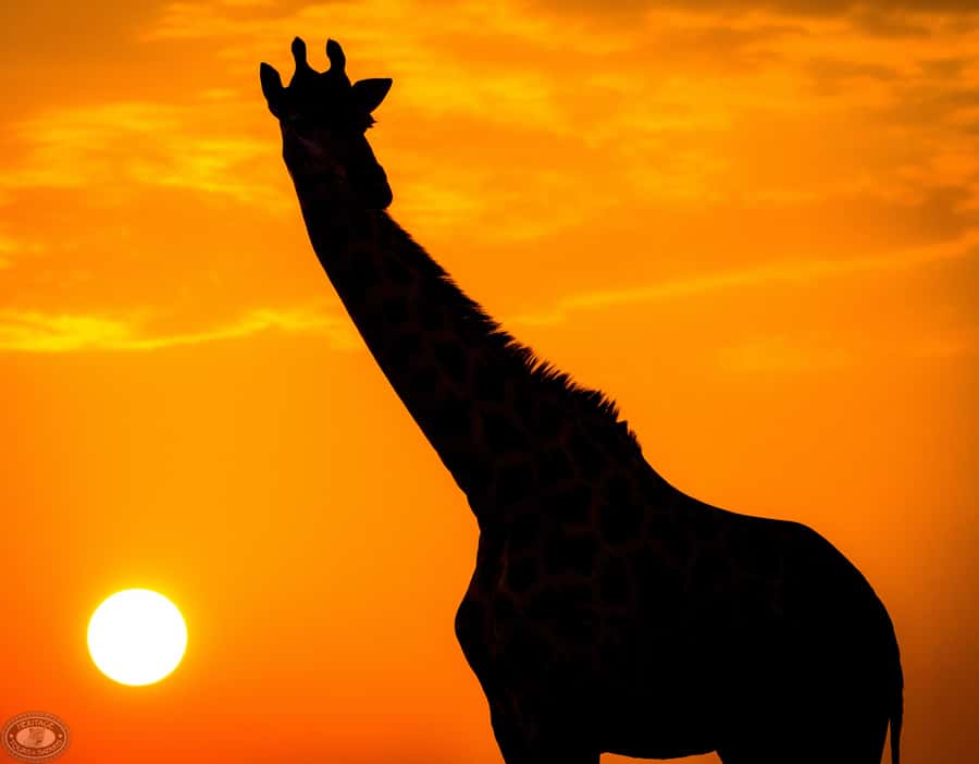 From St Lucia: iSimangaliso Sunset Safari - What the three-hour drive feels like